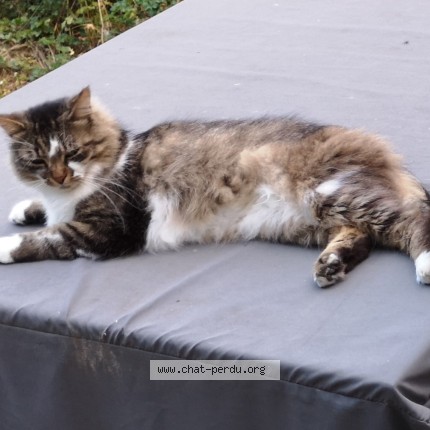 Photo de chat perdu à Bonneville