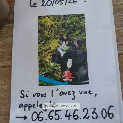 Photo 1/1 azraelle Chat perdu à L Isle Jourdain