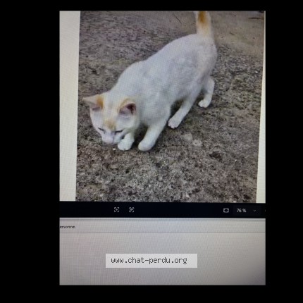 Photo de chat trouvé à Leogeats