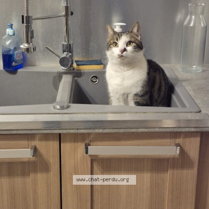 Photo 1/1 Phénix Chat perdu à Bellegarde Sur Valserine