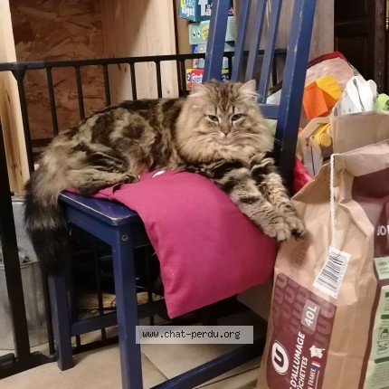 Photo de chat perdu à Ecommoy