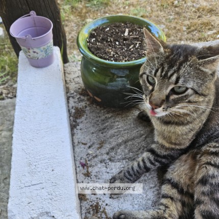 Photo de chat trouvé à Corconne