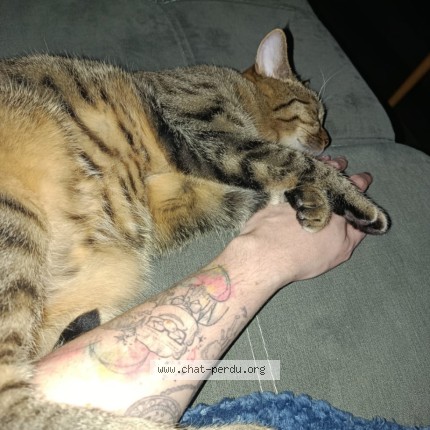 Photo de chat perdu à Bourscheid