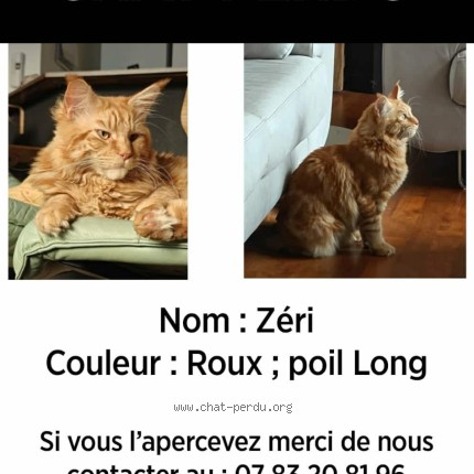 Photo 1/1 Chat retrouvé Perdu à Angers