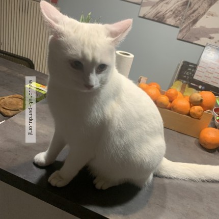 Photo 1/1 GUIZMO Chat perdu à Marliens