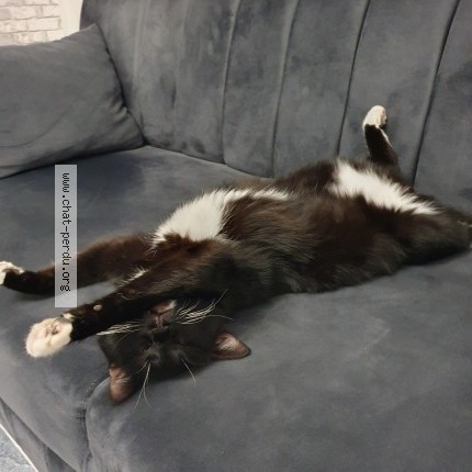 Photo 1/1 komur Chat perdu à Freyming Merlebach