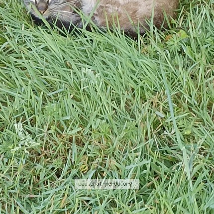 Photo 1/1 Chat trouvé Trouvé à Landerneau