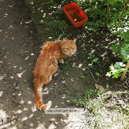Photo 1/1 Chat trouvé Trouvé à Villejuif