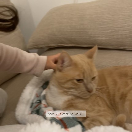 Photo 1/1 Chat retrouvé Perdu à Lyon