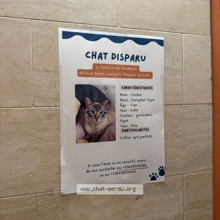 Photo 1/1 Cookie Chat perdu à Meudon La Foret