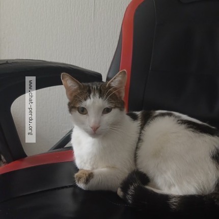 Photo 1/1 Mi hou Chat perdu à Fontenay Sous Bois