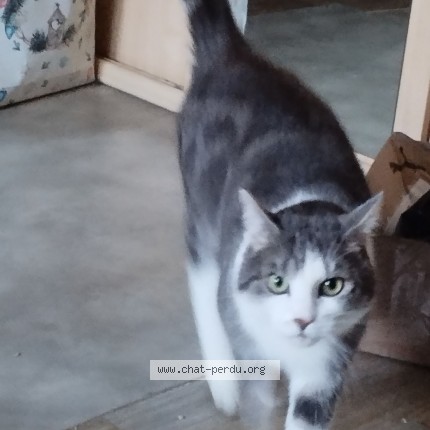 Photo de chat perdu à Saint Germainmont