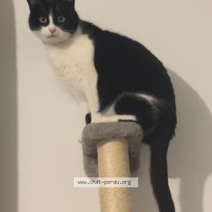 Photo de chat perdu à Saint Malo