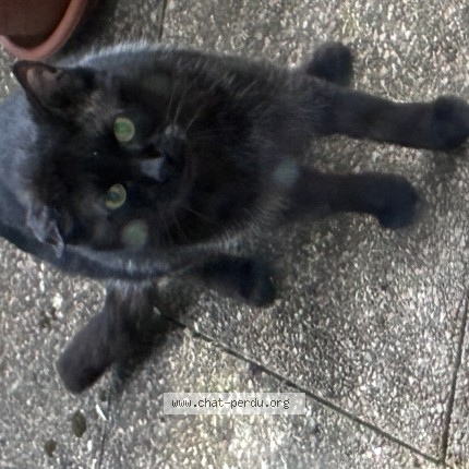 Photo 1/1 Chat trouvé Trouvé à Villeurbanne