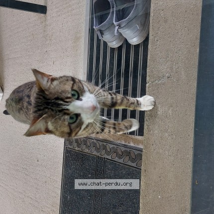 Photo de chat trouvé à Lassur