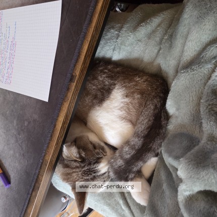 Photo 1/1 Chat retrouvé Perdu à Wimereux