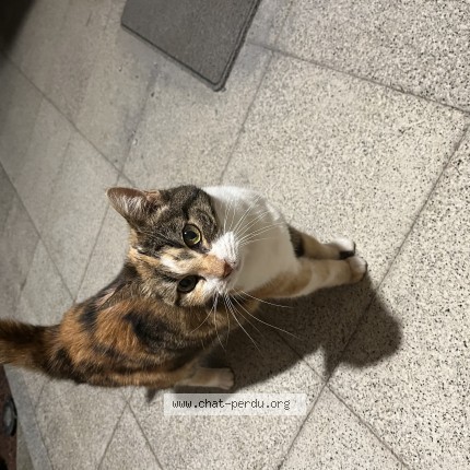 Photo 1/1 Chat trouvé Trouvé à Offemont