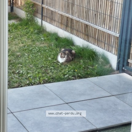 Photo de chat perdu à Acigne