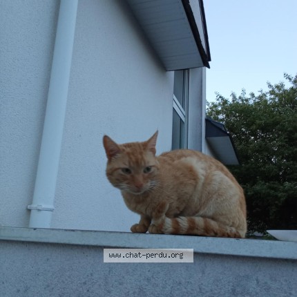Photo 1/1 Chat trouvé Trouvé à Plougoumelen