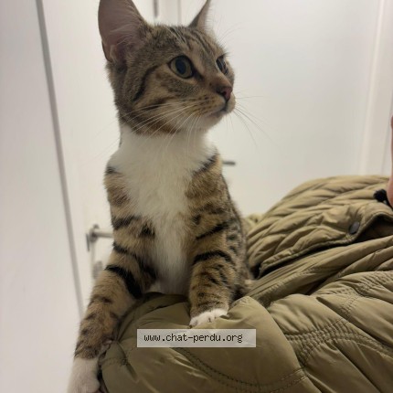 Photo 1/1 Chat trouvé Trouvé à Molenbeek