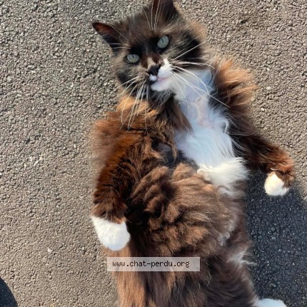 Photo de chat perdu à Gouesnou