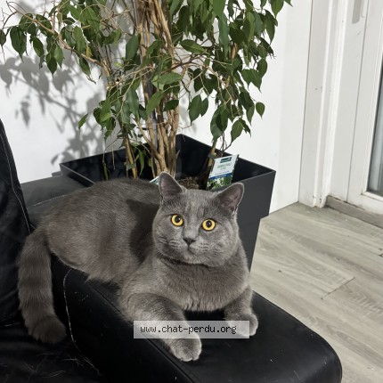 Photo 1/1 Grisou Chat perdu à Lyon