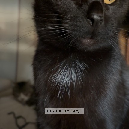 Photo de chat perdu à Crecy En Ponthieu