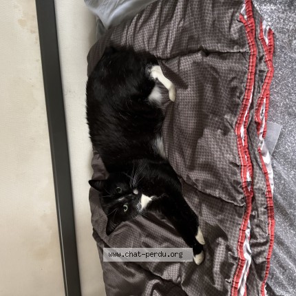 Photo de chat perdu à Athies Sous Laon