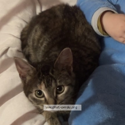 Photo de chat perdu à Bouguenais
