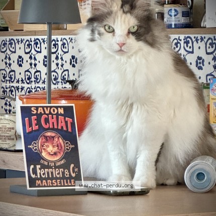 Photo 1/1 Chat retrouvé Perdu à Bauge En Anjou