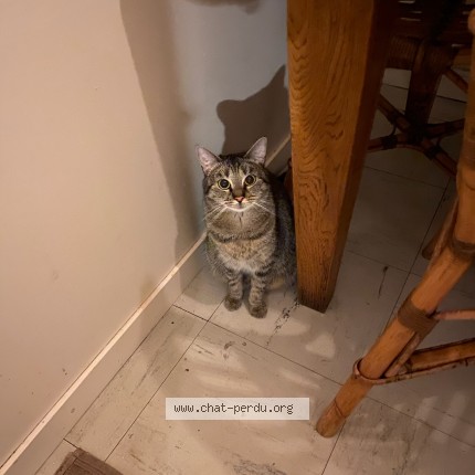Photo de chat perdu à Lille