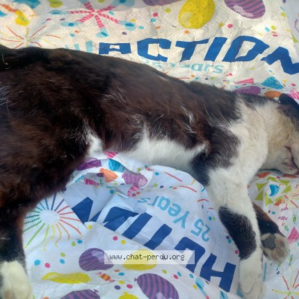 Photo de chat trouvé à Viriat