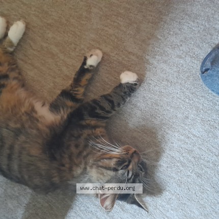 Photo 1/1 Chat trouvé Trouvé à Le Mans