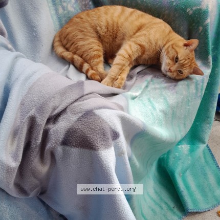 Photo de chat perdu à Saint Paul Les Dax