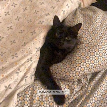Photo de chat perdu à Alfortville