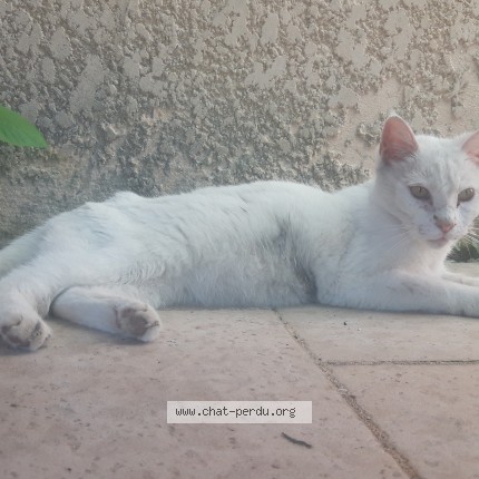 Photo 1/1 Chat trouvé Trouvé à Coublevie