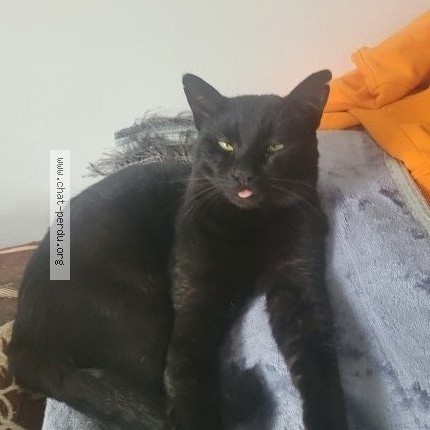 Photo 1/1 bichou Chat perdu à Montigny Les Cormeilles