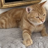 b&eacute;b&eacute; chat