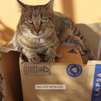 Photo 1/1 Bouné Chat perdu à Pau