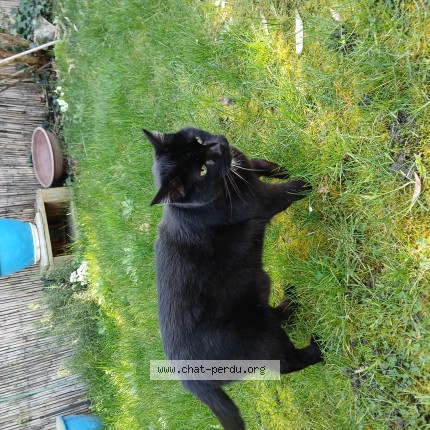 Photo de chat perdu à Villeparisis
