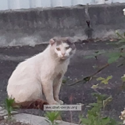 Photo de chat trouvé à Montaut