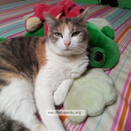 Photo de chat perdu à Chateauponsac