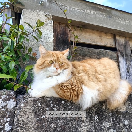 Photo de chat perdu à Romans Sur Isere