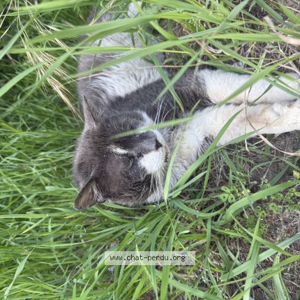 Photo de chat trouvé à Bonneuil Sur Marne