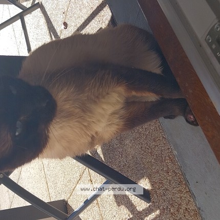 Photo 1/1 Chat trouvé Trouvé à La Ravoire