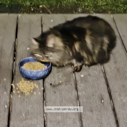 Photo 1/1 Chat trouvé Trouvé à Mulhouse