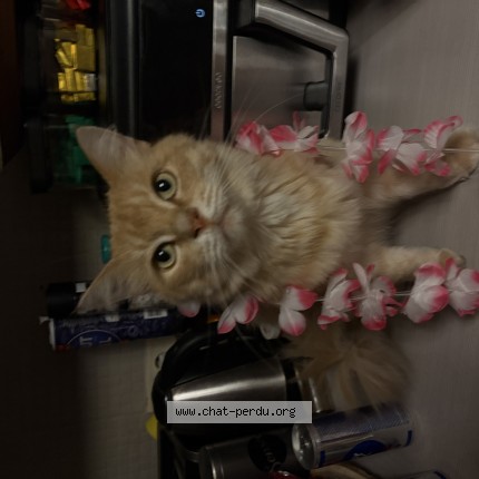 Photo 1/1 Shito Chat perdu à Lodelinsart