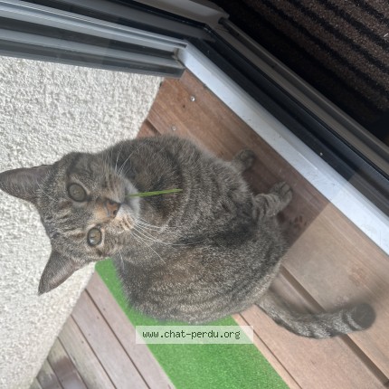 Photo 1/1 Tilou Chat perdu à Bordeaux