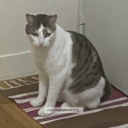 Photo 1/1 Chat retrouvé Perdu à Colombes