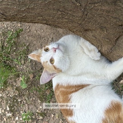 Photo 1/1 Chat trouvé Trouvé à Marseille